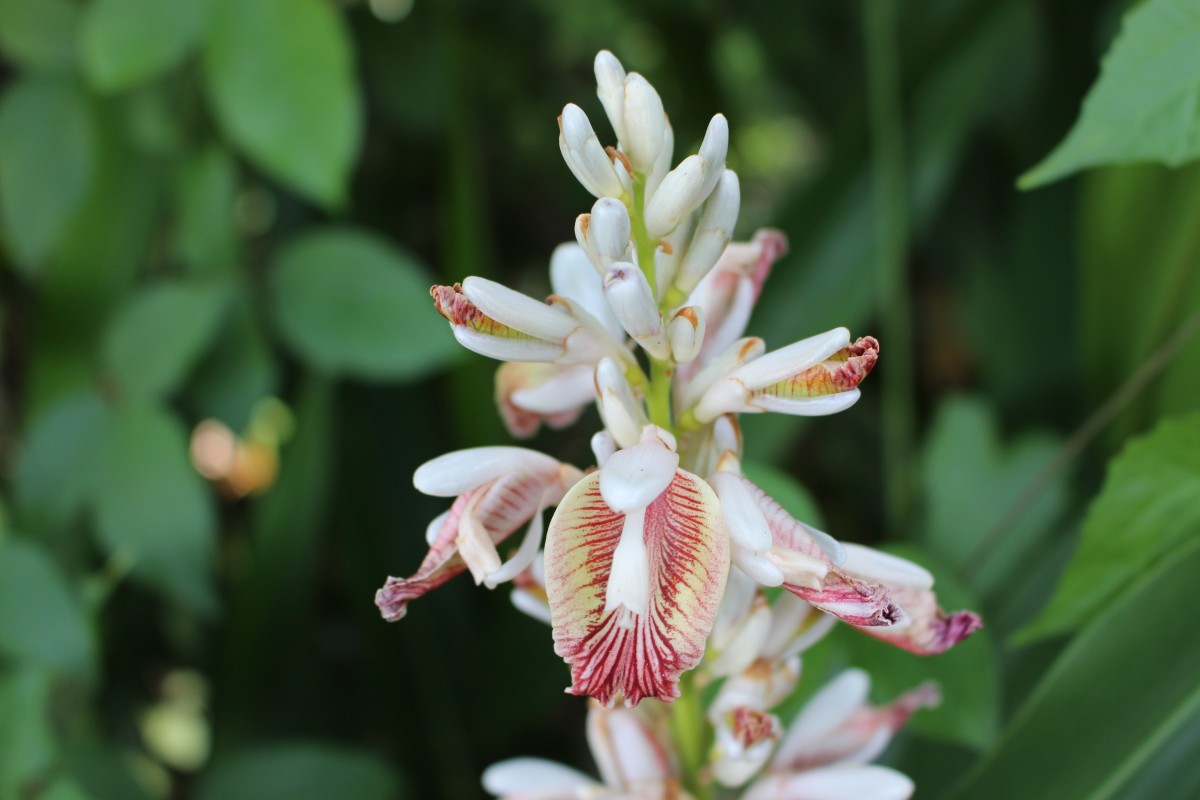 Alpinia calcarata (Andrews) Roscoe